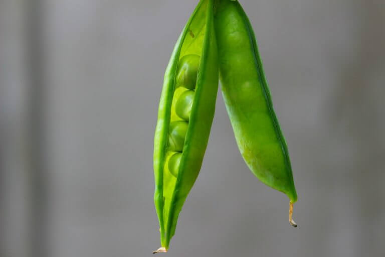 Las 7 legumbres más saludables para comer
