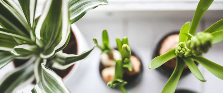 Algunas plantas de interiores mejoran la calidad del aire