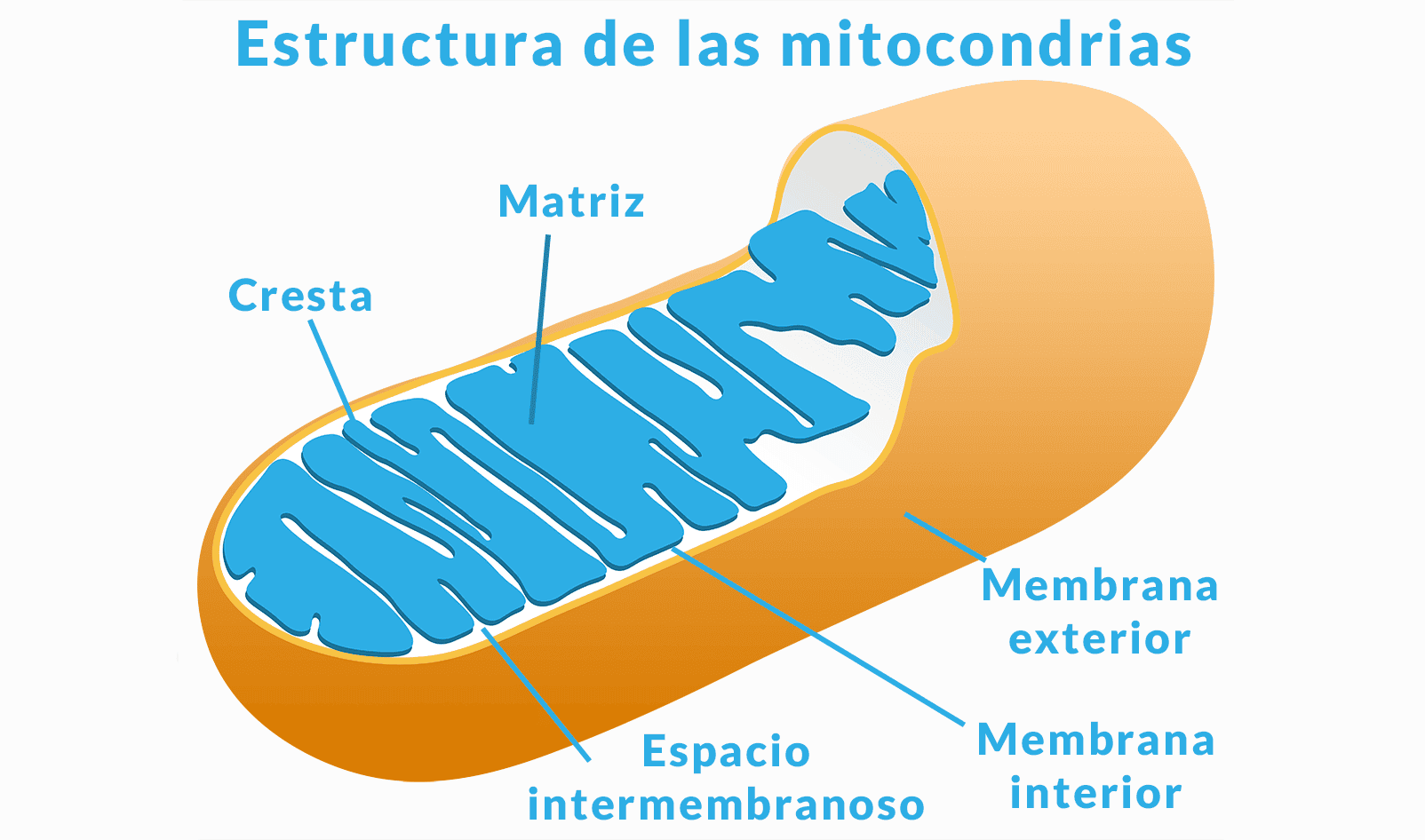 Mitocondrias ¿qué Son Y Qué Función Cumplen En El Organismo 1614