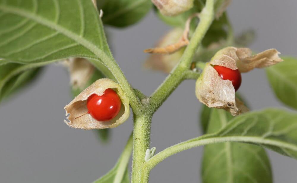 La hierba bufera o Ashwagandha