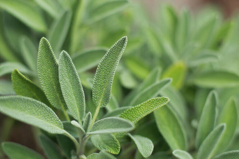 Planta de salvia