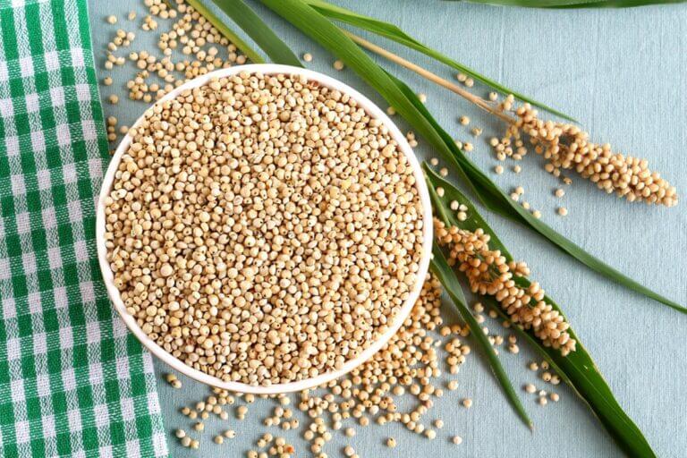Sorgo, un nutritivo cereal