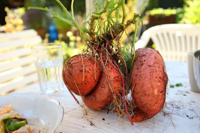 boniato y la batata es el mismo alimento
