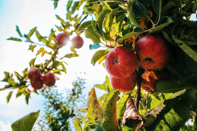 beneficios cáscara de manzana