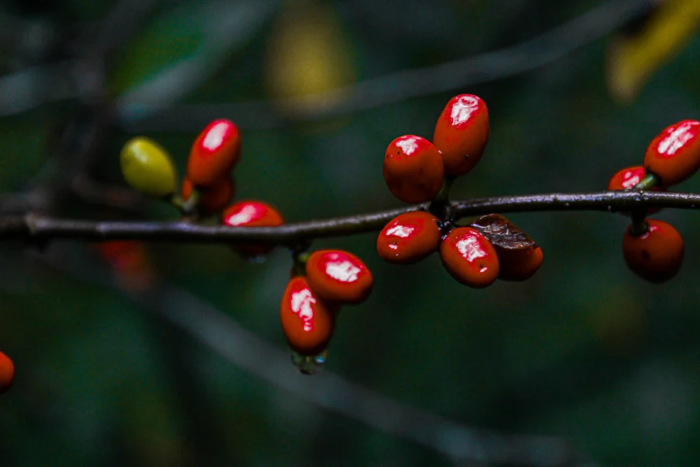 Arbusto silvestre con racimos de bayas rojas en el bosque